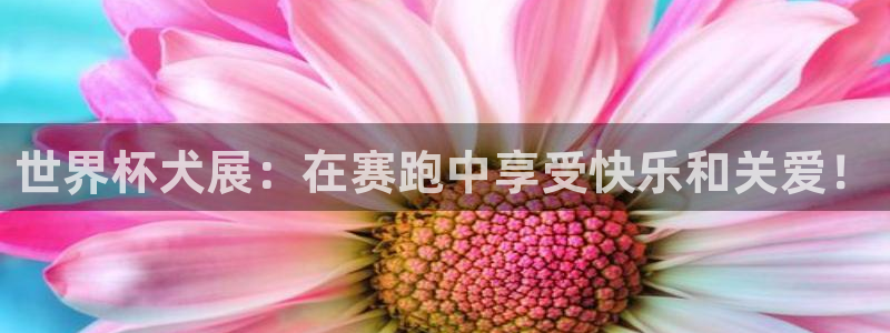 世界杯附加赛赛程表：世界杯犬展：在赛跑中享受快乐和关爱！