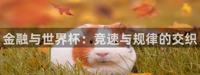世界杯赛程表：金融与世界杯：竞速与规律的交织